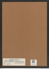Amphitetras intermedia (Gr. et St.) De-Toni. (de-Toni-Nr.: Genus 137, Species 3642) Zeichnungen Sammlung Grunow Mappe 03783 (Herbarium_W_Grunow_drawings_Folder_03783)